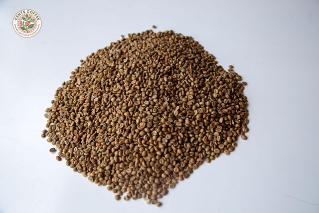 ROBUSTA SCREEN 15 - Image 1
