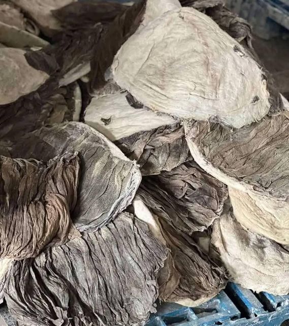 DRIED SALTED OMASUM - Image 4