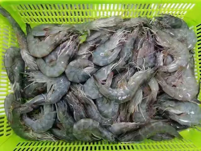 Frozen Vannamei Shrimp Fresh Taste Preserved Seafood Product Suitable For Restaurant Menu Home Kitchen And Food Service - Image 3