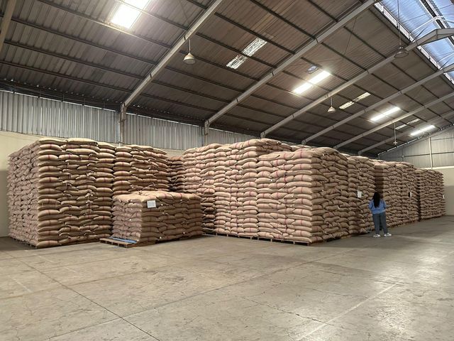 Grade AA Arabica Lintong green coffee beans - for export - Image 3