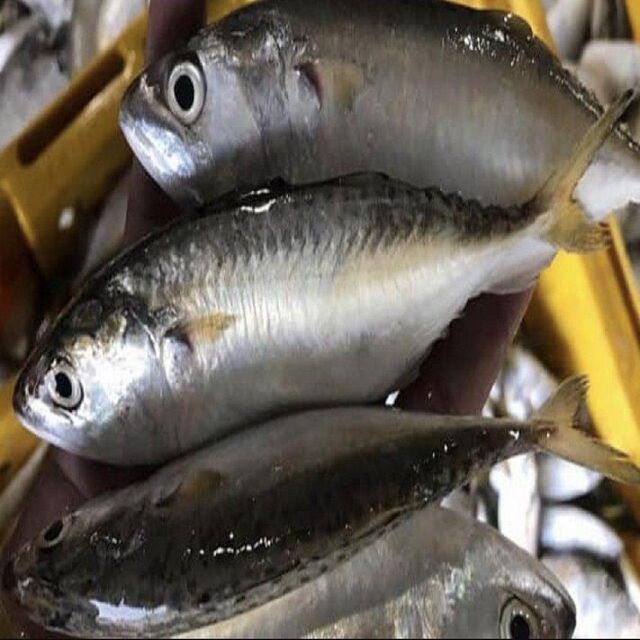 Frozen Horse Mackerel & Sardine Fish for Export - Image 4