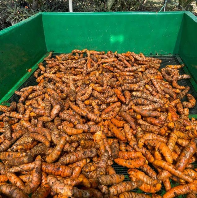 turmeric, nature turmeric powder,spices cloves, cardamom, cinnamon - Image 3
