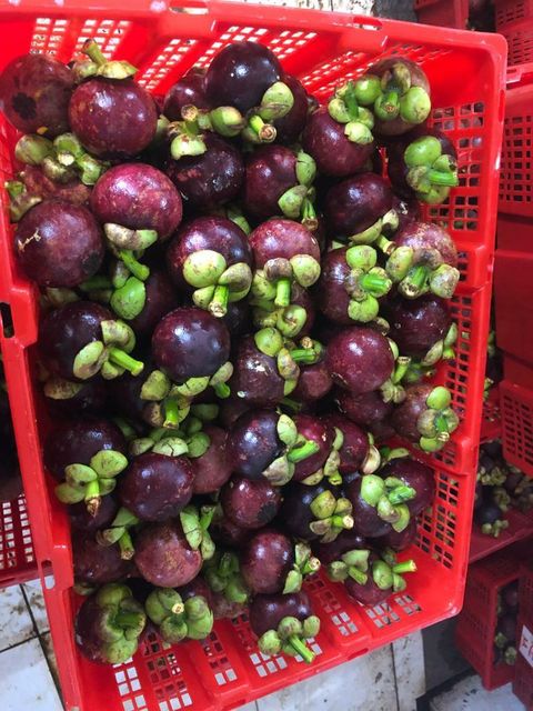 Fresh Mangosteen – product photo 4, product detail gallery