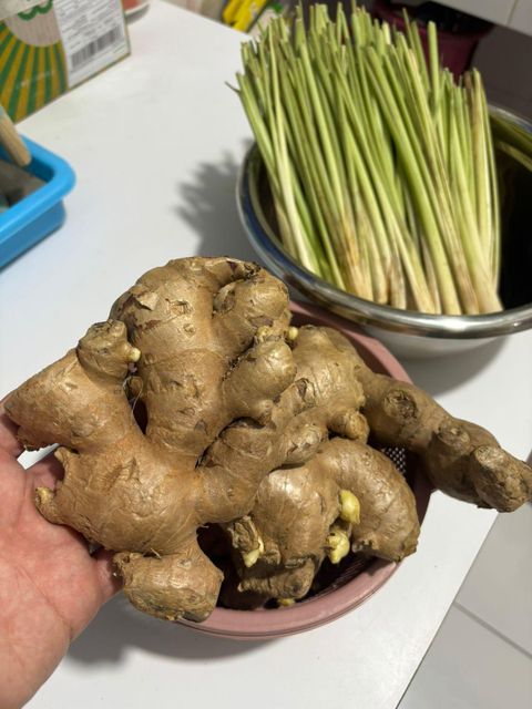 Fresh Ginger (Elephant Ginger) From Probolinggo, Indonesia - Image 3