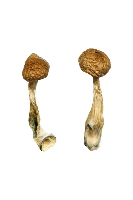 African Transkei Mushrooms - Image 2