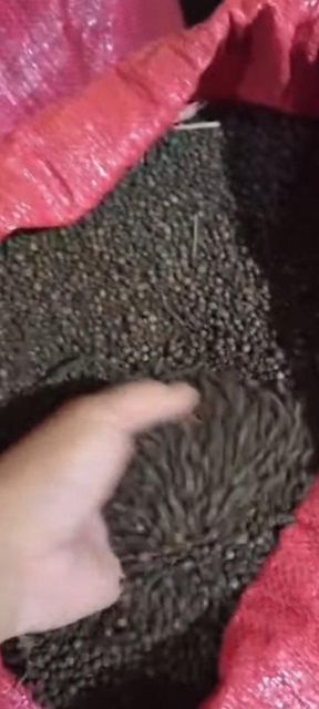 Whole Black Pepper Indonesia GL.550 - Image 2