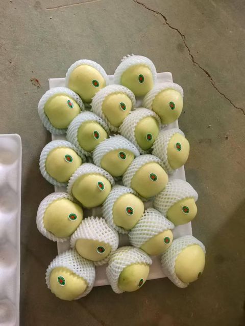 Fresh Golden Delicious Apples for Global Wholesale Markets - Image 3