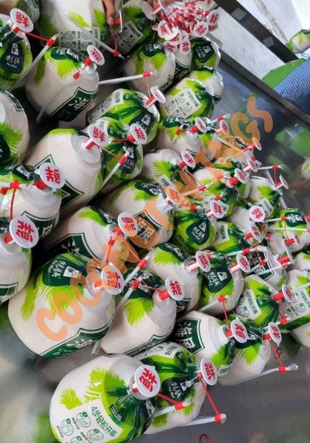Premium Fresh Coconut From Thailand Sweet Organic Fresh Coconut Premium Quality From Thailand Best Seller with Easy Opener - Image 5