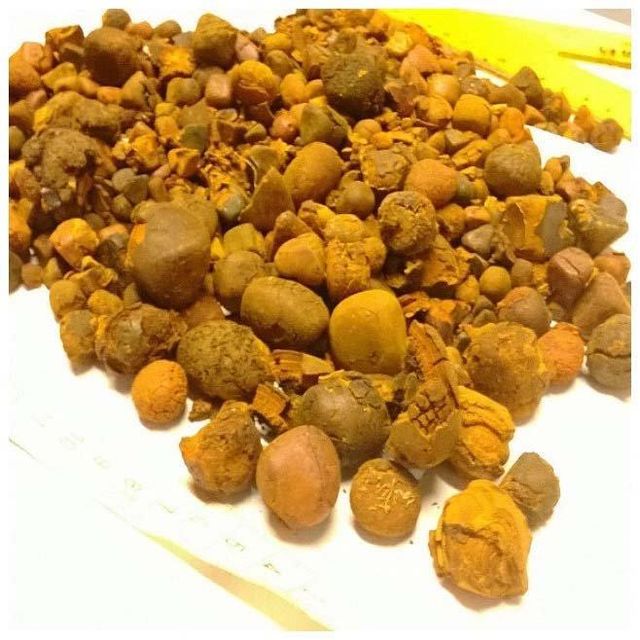 100% Natural Ox Gallstones/Cattle Gallstones/ Cow Gallstones. - Image 4