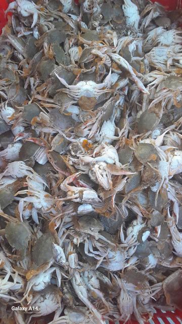 FROZEN BABY CRAB - CULI ( Whole round and Whole clean) - Well qualified from Viet Nam - Image 4