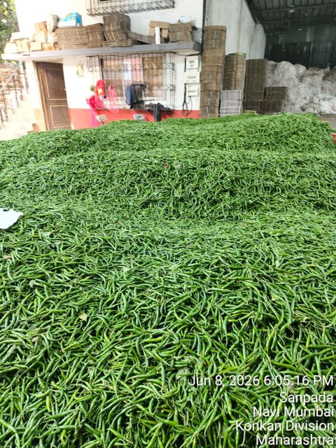 Green chili - Image 1