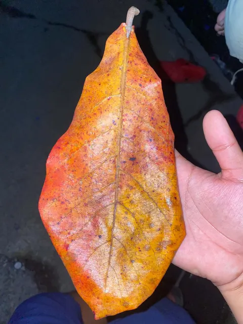 DRIED CATTAPA LEAVES/ INDIAN ALMOND LEAVES - Image 2
