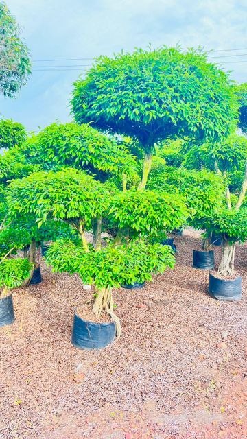 Ficus Topiyaris Plants - Image 6