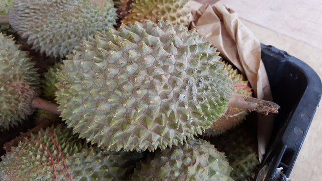 FRESH DURIAN WHOLE - Image 1