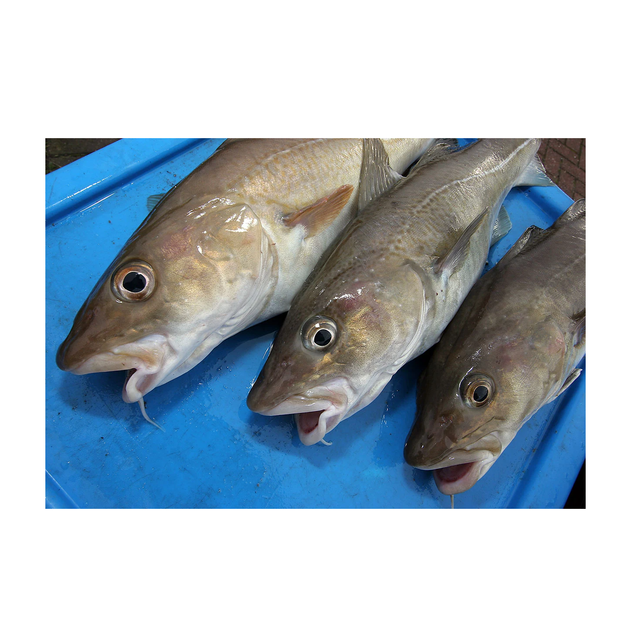 Cheap Price Bulk Stock Frozen Fresh Atlantic cod Fish / Fillets For Sale In Bulk With Fast Delivery - Image 5