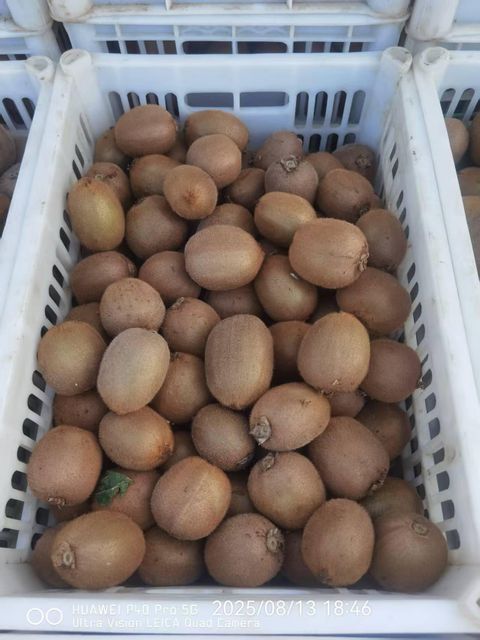 FRESH KIWIFRUIT FOR SALE!! CLASS 1 EXPORT QUALITY FRESH KIWIFRUIT NOW READY FOR EXPORT – product photo 4, product detail gallery