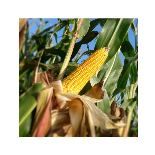 Fresh Corn on Cob Sweet Yellow Corn Farm Fresh Premium Quality Bulk Supply - Image 4