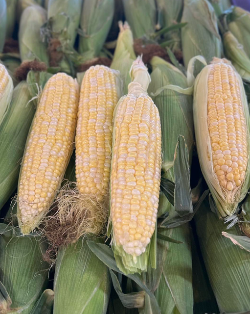 Enjoy Natural Fresh Harvest Farm Fresh Corn Cobs 10kg Export Box For Sale - Image 2