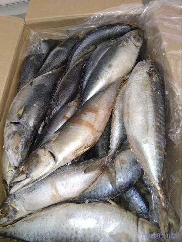 Mackerel - Image 1