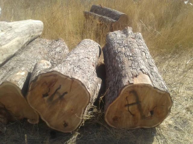 Vaneer White oak logs for timber - Image 5