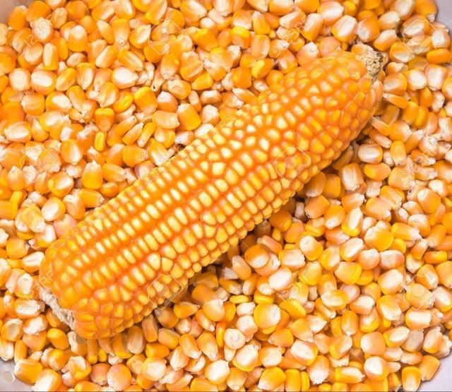 Animal Yellow Corn and Animal Barley (Raw Form) Fat Content 3-4% Fiber Content 2-3% Protein Content 7-9% Carbohydrate Content - Image 1