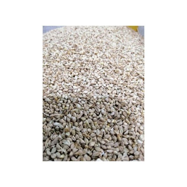 Pure canary seeds bulk wholesale available at affordable prices - Image 1
