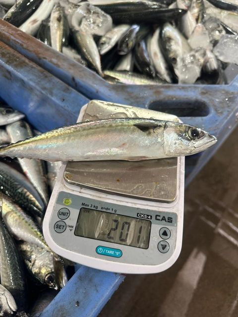 Chub Mackerel Origin South Africa Moisture Content ≤ 80% Storage Conditions -18°c Or Below Fat Content 8%–20% (varies By - Image 1