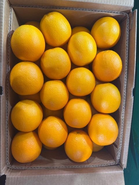 FRESH VALENCIA ORANGES FOR SALE!! CLASS 1 EXPORT QUALITY VALENCIA ORANGES FOR EXPORT – product photo 4, product detail gallery