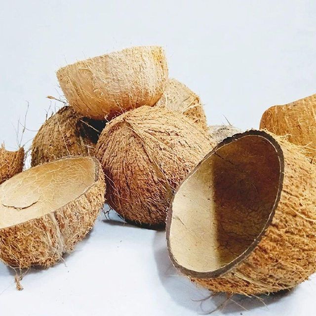 Raw coconut shells - Image 2