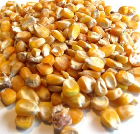 Yellow White Corn/Maize for Animal Feed/Bulk Yellow-White Corn Suppliers - Image 1