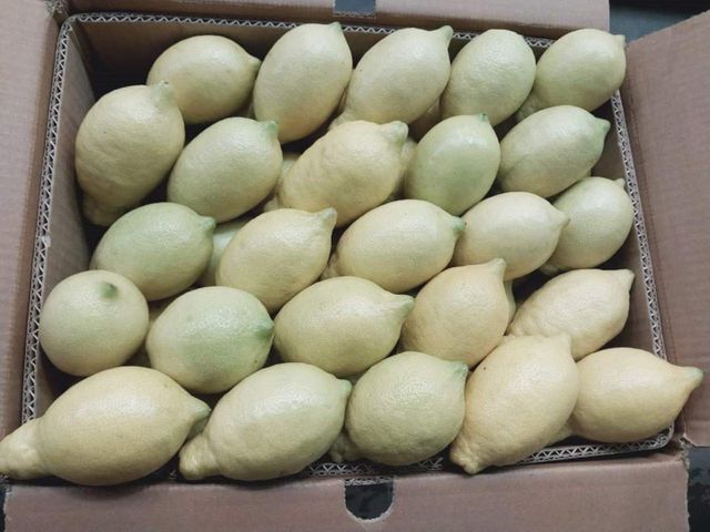 Lemon - Image 2