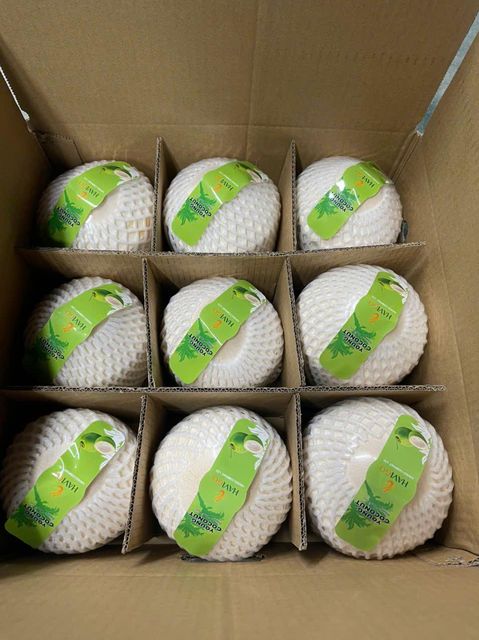 Diamond Coconut - Image 5