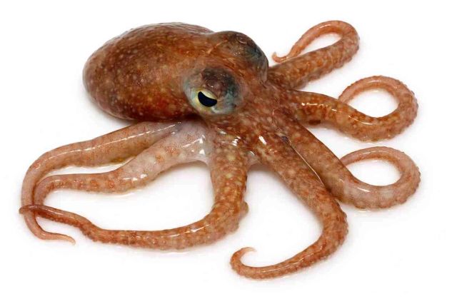 Block Frozen Octopus - Image 1