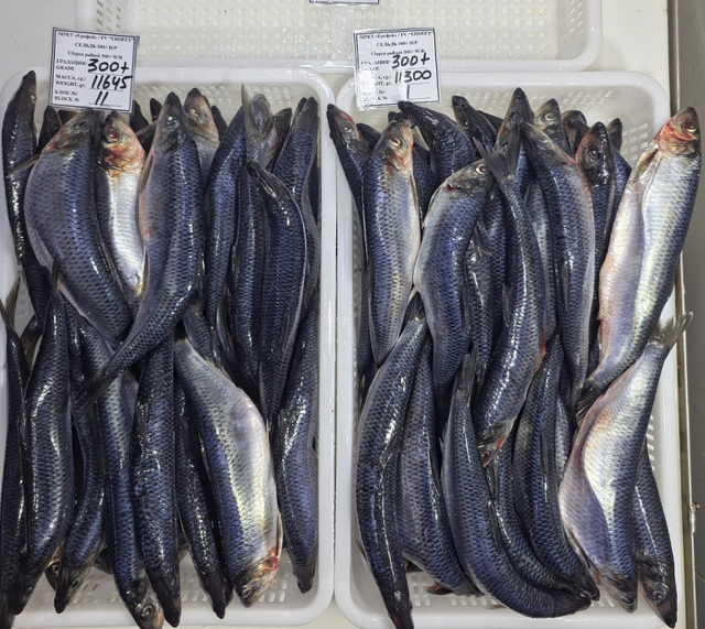Premium Frozen Herring Fish Whole Round Export Quality Rich Natural Nutrition For International Seafood Supply Markets - Image 2
