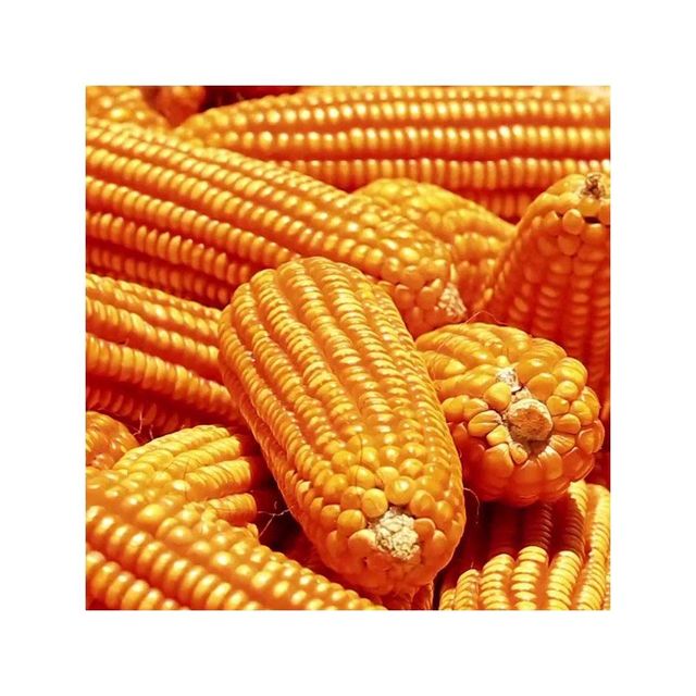 Yellow corn positioned for large scale trade with competitive pricing and delivery - Image 2