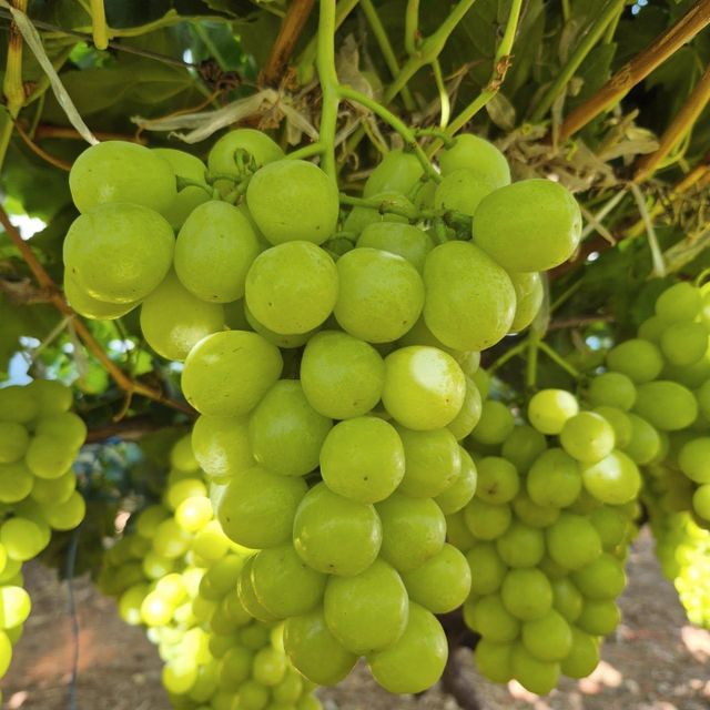 Fresh Red, Black, and White Grapes for sale - Image 3
