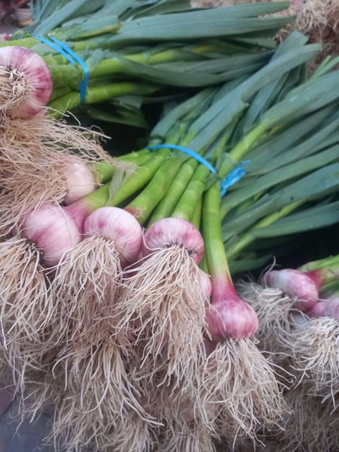 fresh green garlic Organic No Origin Uzbekistan Type Fresh green garlic Delivery Form Box plastic Packaging Size > 5 kg to 10 kg - Image 3