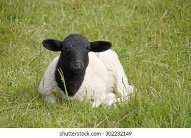 live sheep somali Grade 1 - Image 3