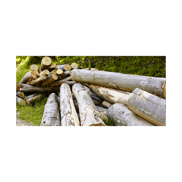 Premium Beech Wood Logs Wholesale Fast Delivery Stock Transport Destination Asia Transport Means Freight Train - Image 3