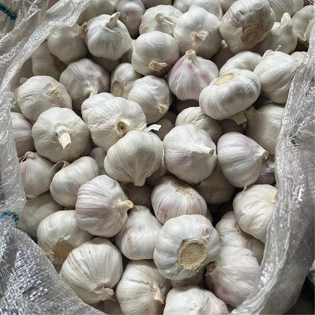 Best Price Fresh Garlic for Sale Direct From Organic Farms Ready to Ship In Stock Available with Fast Delivery Buy Today - Image 2