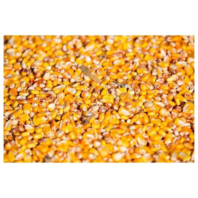 Yellow corn positioned for large scale trade with competitive pricing and delivery - Image 3
