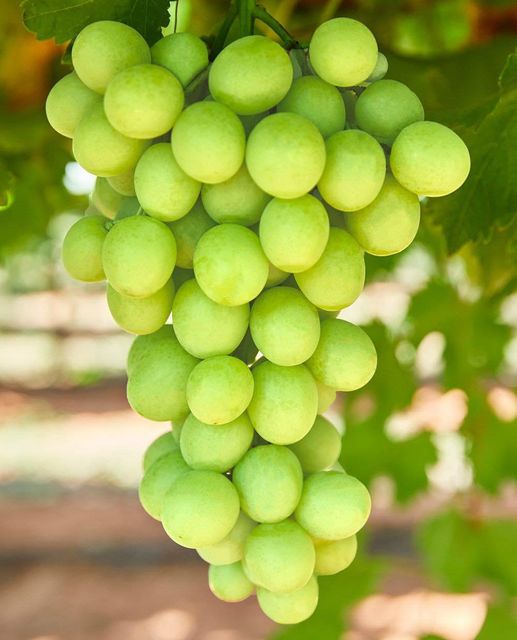 High Quality Table Grapes From South Africa - Image 3