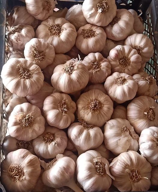 Garlic - Image 2