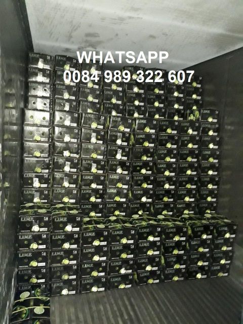 Vietnam seedless fresh lemon / fresh lime - Wholesale for lemon extract / lime essential oil - High quality Citrus Fruit - Image 5