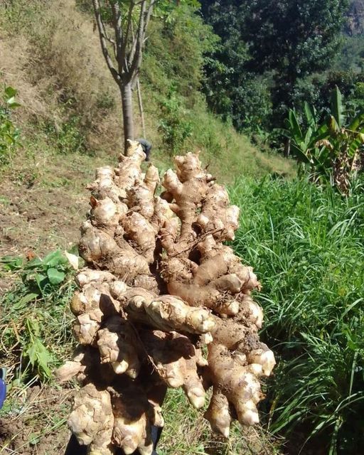FRESH GINGER - Image 4