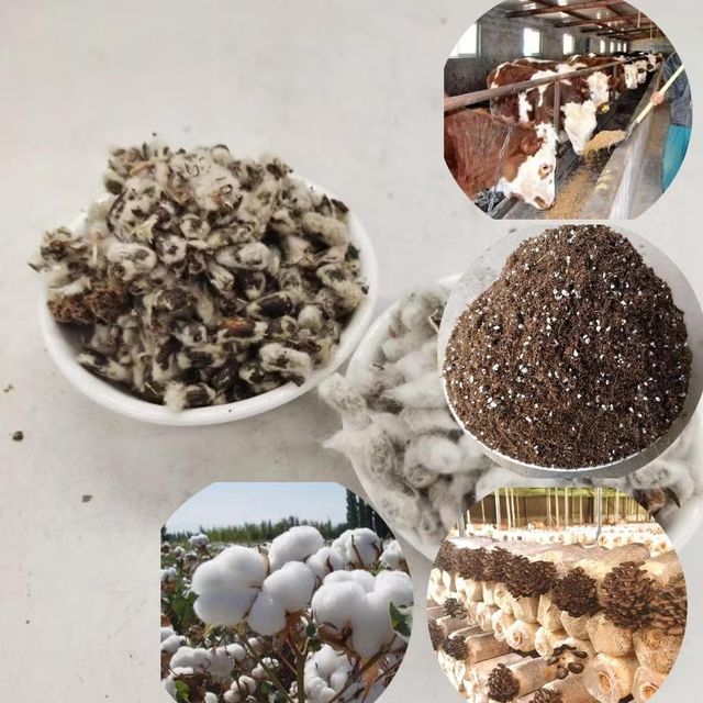 Cottonseed Hulls Agricultural Byproduct Feed Resource For Cattle Nutrition Programs With High Fiber - Image 4