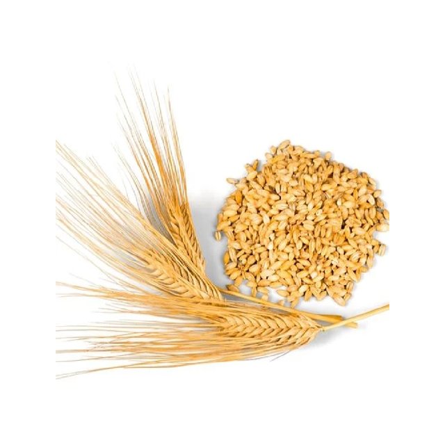 Golden Fields Top-Quality Whole Wheat Grains Perfect for Healthy Living Premium Quality Whole Wheat Grains - Image 3