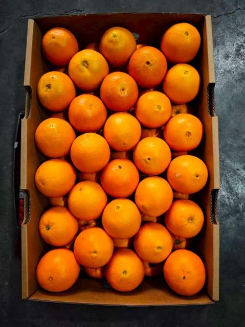 Chinese Citrus (Navel Orange) - Image 2
