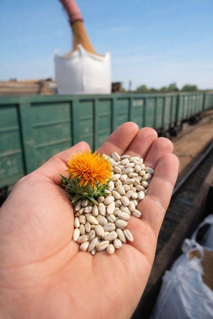 We supply Flax seed/linseed (DAP/FCA/FOB) in 40 ft. Containers (big-bags/50kg bags) - Image 4