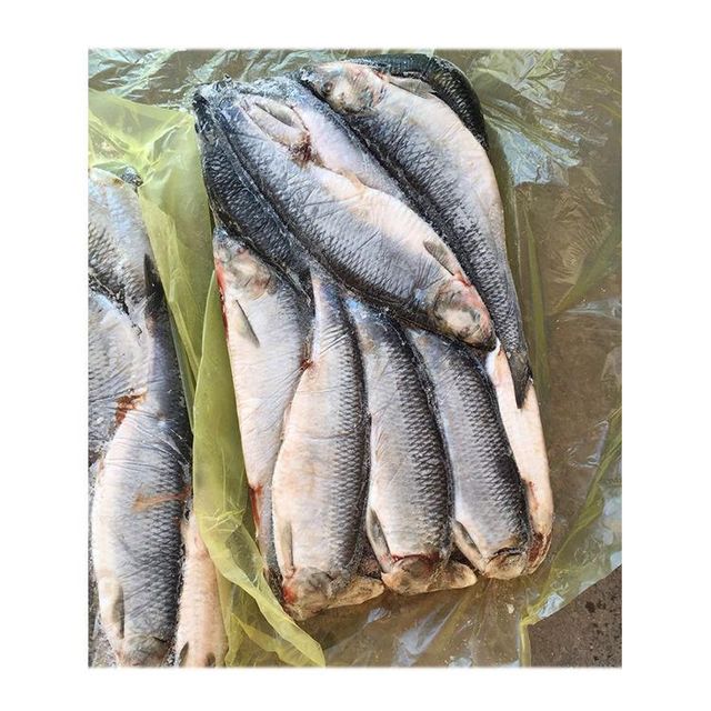 Frozen Herring Fish Premium Ocean Seafood Product With Balanced Oil Content For Frozen Fish Import Programs - Image 3